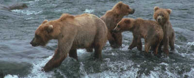 Bears